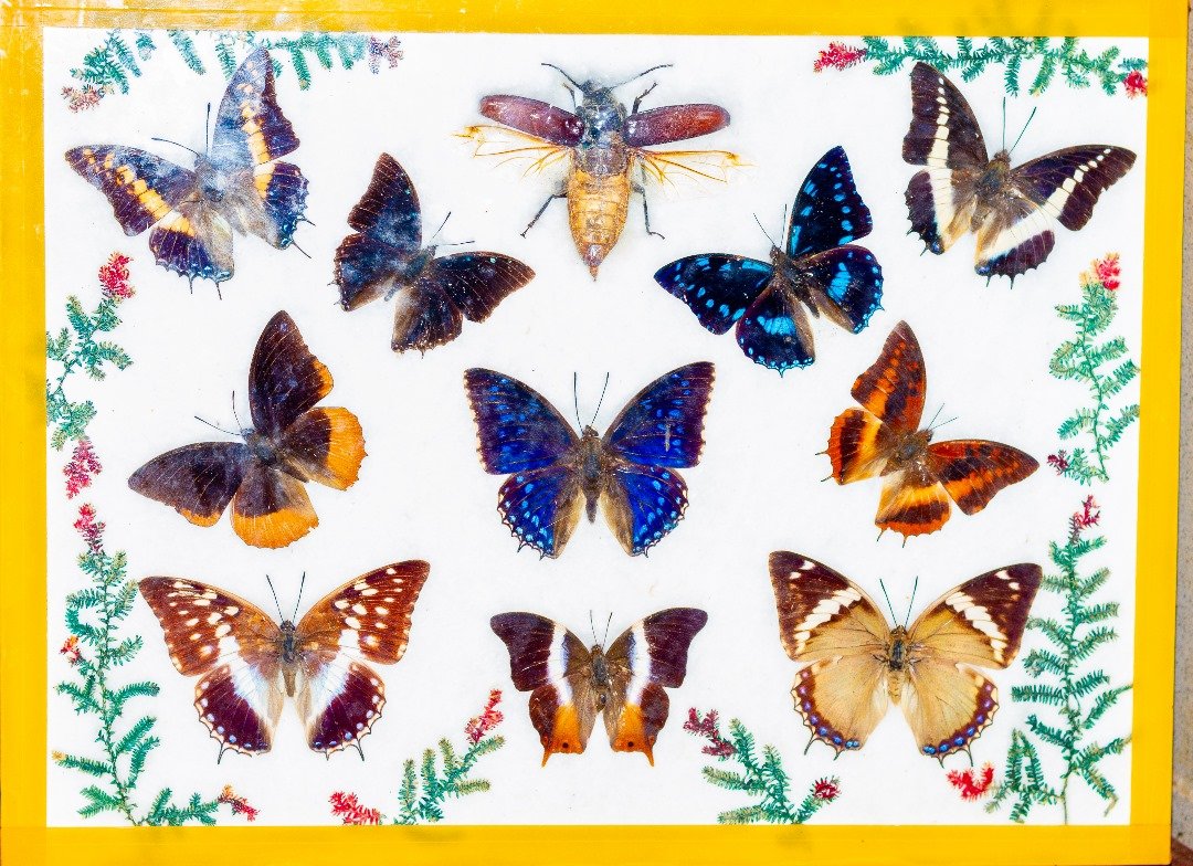 TABLEAU DE PAPILLONS